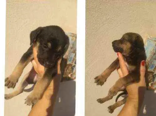 Cachorro raça SRD idade Abaixo de 2 meses nome Filhotes