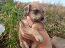 Cachorro raça SRD idade Abaixo de 2 meses nome Filhotes