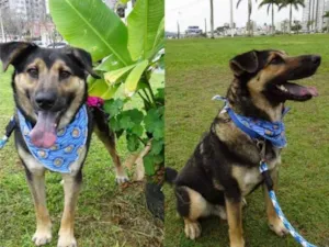 Cachorro raça  idade 1 ano nome BOB 
