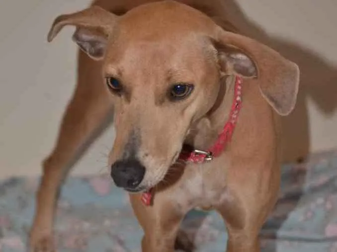 Cachorro ra a  idade 2 anos nome Filó 