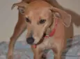 Filó