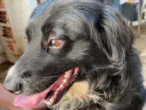 Cachorro raça Vira lata idade 2 anos nome Secult