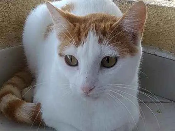 Gato ra a Srd idade 7 a 11 meses nome Zoé