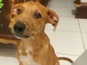 Cachorro raça SRD-ViraLata idade 2 a 6 meses nome DUDU