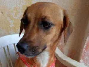 Cachorro raça Srd  idade 7 a 11 meses nome Belinha
