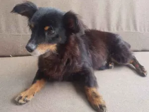 Cachorro raça SRD idade 3 anos nome Timothy