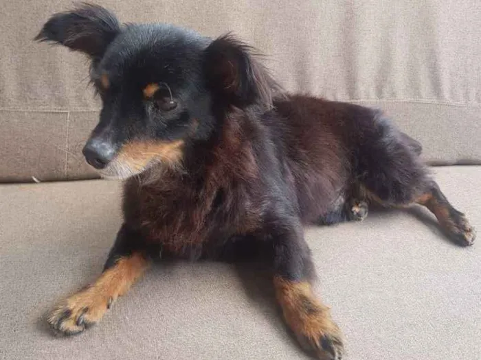 Cachorro ra a SRD idade 3 anos nome Timothy