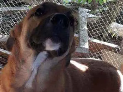 Cachorro ra a Cão policial idade 7 a 11 meses nome Brutus