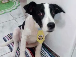 Cachorro raça Vira lata idade 2 a 6 meses nome Toby