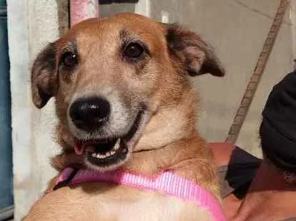 Cachorro ra a SRD-ViraLata idade 4 anos nome Mel