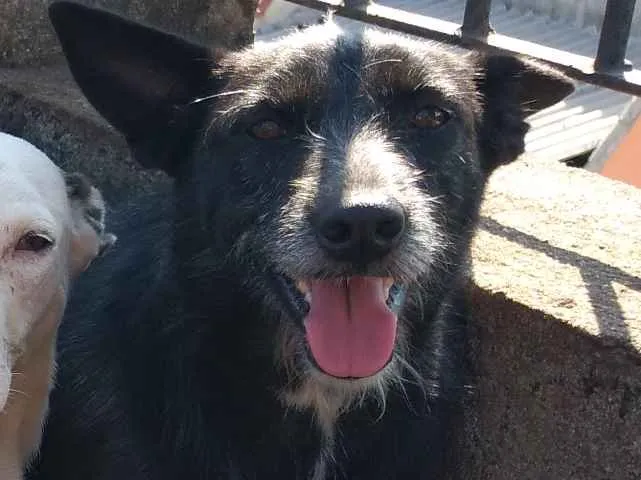 Cachorro ra a SRD-ViraLata idade 2 anos nome Prenda