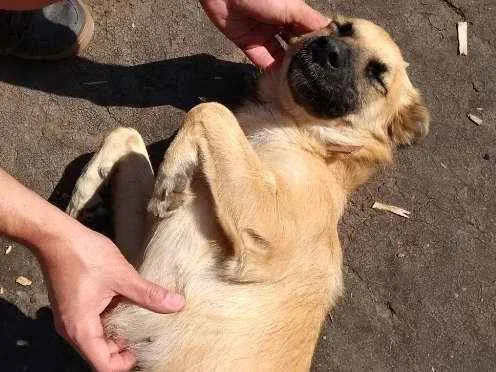 Cachorro ra a SRD-ViraLata idade 7 a 11 meses nome Sapeka