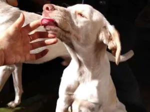 Cachorro raça SRD-ViraLata idade 2 a 6 meses nome Spike