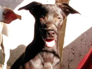 Cachorro raça SRD-ViraLata idade 7 a 11 meses nome Charlie