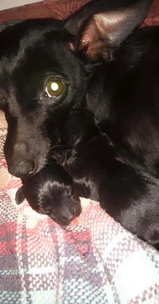 Cachorro ra a Filhote de pinscher idade 2 a 6 meses nome Não têm nomes ainda 