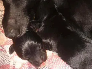 Cachorro raça Filhote de pinscher idade 2 a 6 meses nome Não têm nomes ainda 