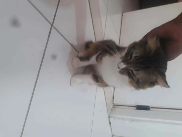 Gato raça Angorá turco idade 7 a 11 meses nome Noah