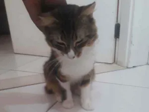 Gato raça Angorá turco idade 7 a 11 meses nome Noah