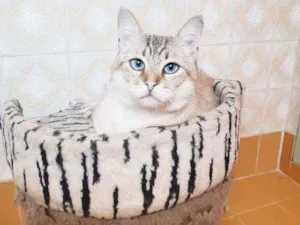 Gato raça Srd idade 3 anos nome Romeu