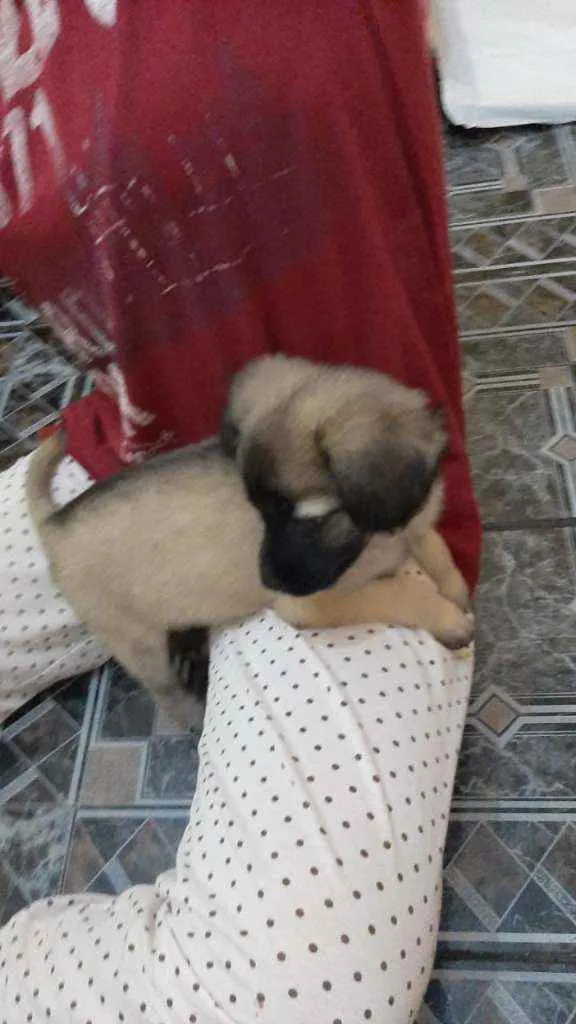 Cachorro ra a Mix poodle idade 2 a 6 meses nome Amora