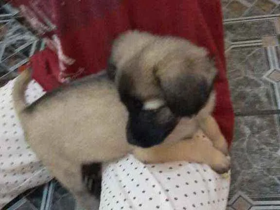 Cachorro ra a Mix poodle idade 2 a 6 meses nome Amora