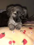 Amora