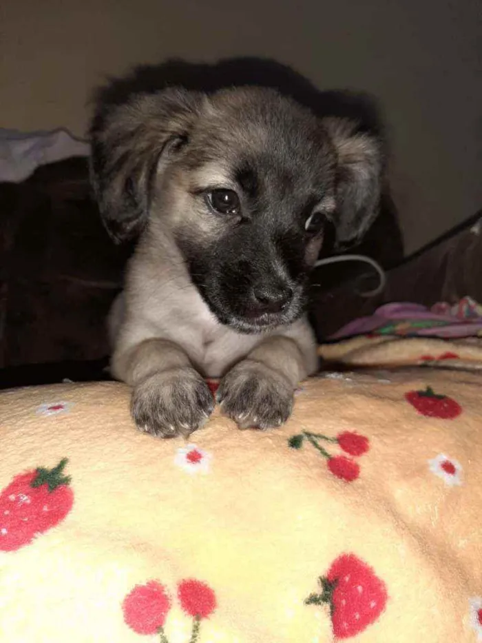 Cachorro ra a Mix poodle idade 2 a 6 meses nome Amora