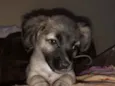 Amora