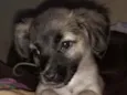 Amora