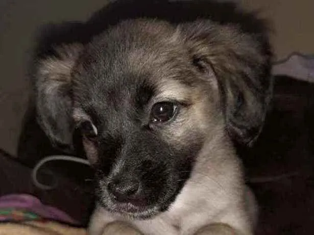 Cachorro ra a Mix poodle idade 2 a 6 meses nome Amora
