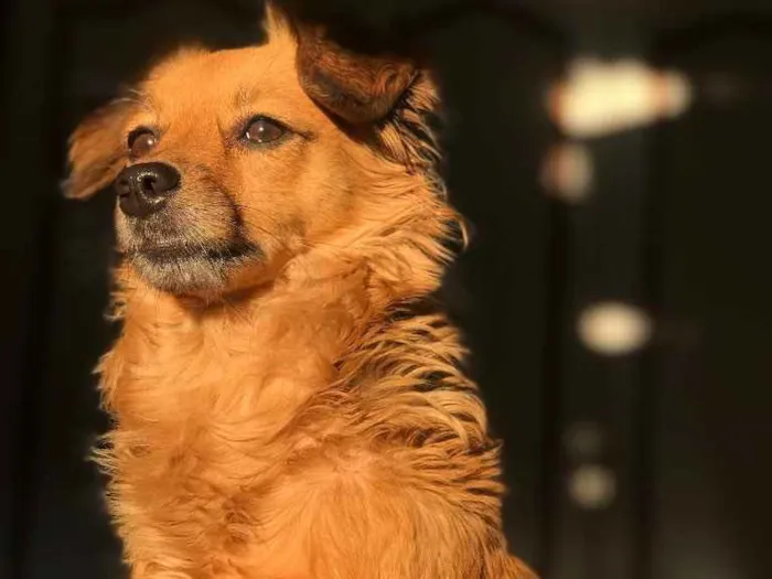 Cachorro ra a Vira lata  idade 5 anos nome Sofia 