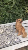 Sofia 