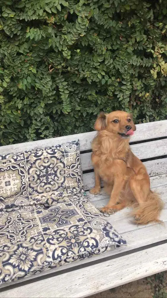 Cachorro ra a Vira lata  idade 5 anos nome Sofia 