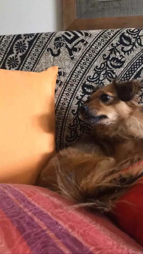 Cachorro ra a Vira lata  idade 5 anos nome Sofia 