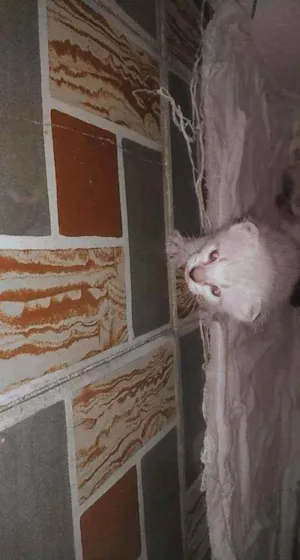 Gato raça Siamês e Pintado. idade Abaixo de 2 meses nome Quatro lindos bebês.