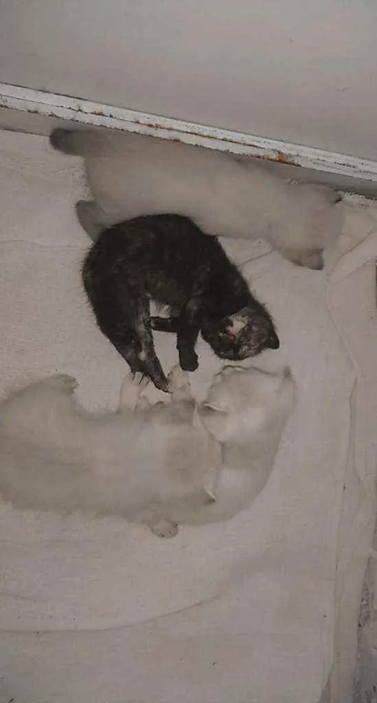 Gato raça Siamês e Pintado. idade Abaixo de 2 meses nome Quatro lindos bebês.