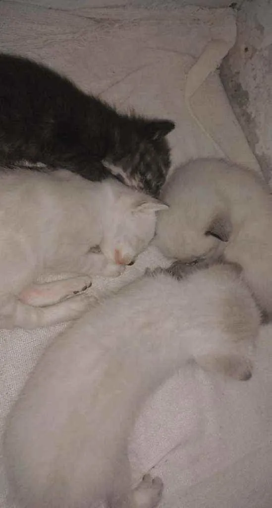 Gato raça Siamês e Pintado. idade Abaixo de 2 meses nome Quatro lindos bebês.