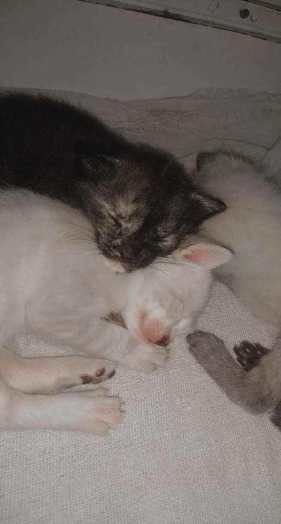 Quatro lindos bebês.