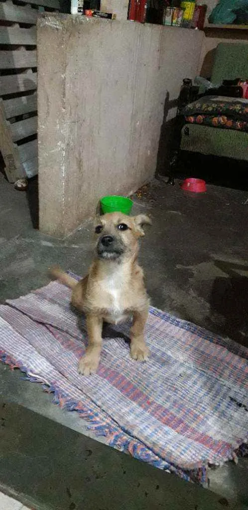 Cachorro raça Sem raça definida idade 2 a 6 meses nome Ted