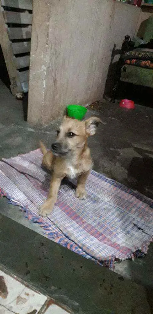Cachorro raça Sem raça definida idade 2 a 6 meses nome Ted