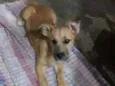 Ted