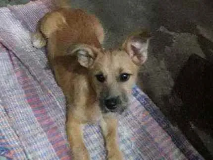 Cachorro raça Sem raça definida idade 2 a 6 meses nome Ted
