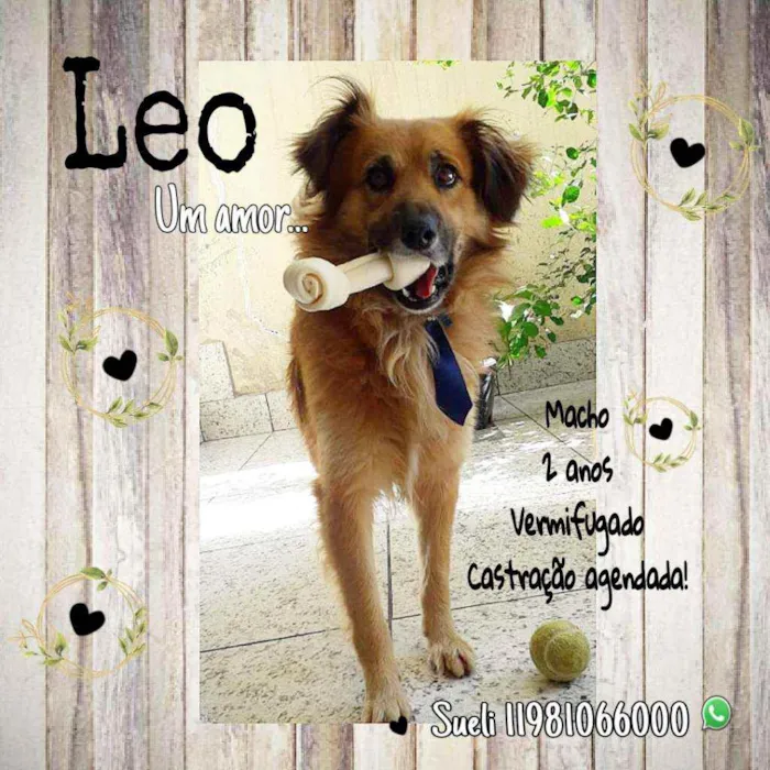 Cachorro ra a SRD idade 2 anos nome Leo