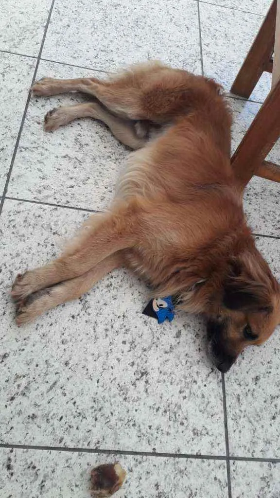 Cachorro ra a SRD idade 2 anos nome Leo