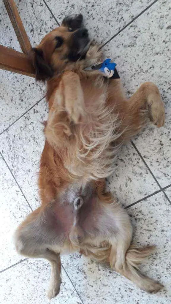 Cachorro ra a SRD idade 2 anos nome Leo