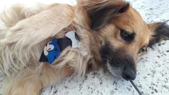Cachorro ra a SRD idade 2 anos nome Leo