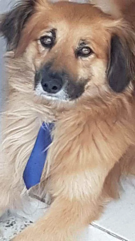 Cachorro ra a SRD idade 2 anos nome Leo