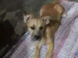 Ted