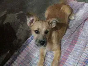 Cachorro raça Sem raça definida idade 2 a 6 meses nome Ted