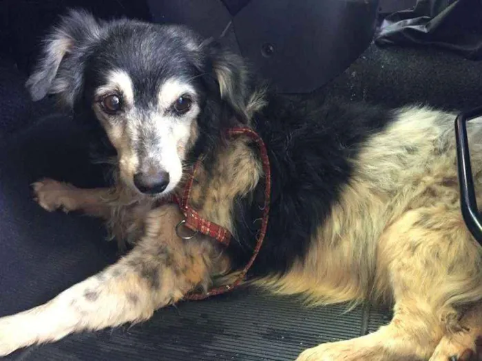 Cachorro raça SRD idade 1 ano nome Desconhecido
